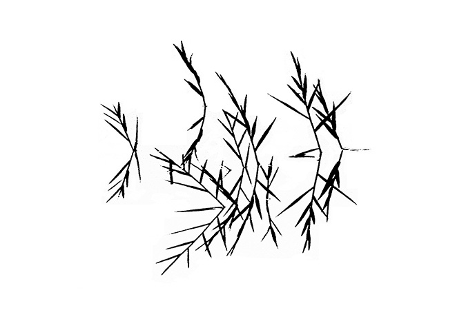 Jardin Secret Ecriture Jardin secret – plante sauvage graphique – Ecriture