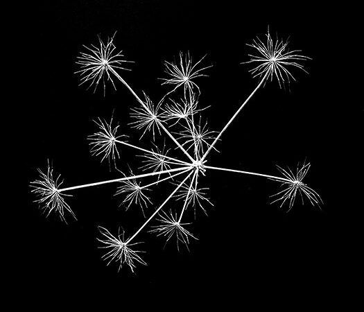 Jardin Secret Astéroide Jardin secret – plante sauvage graphique – Astéroïde fenouil sauvage