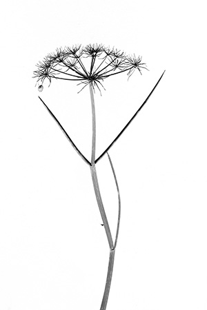 Jardin Secret danseuse Jardin secret – plante sauvage graphique – Danseuse étoile à la boucle d'oreille