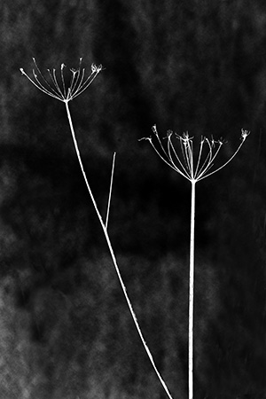 Jardin Secret abonrepos Jardin secret – plante sauvage graphique – à bon repos