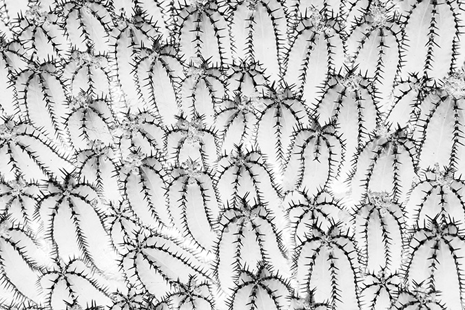 Jardin Secret cactees Jardin secret – plante sauvage graphique – cactées
