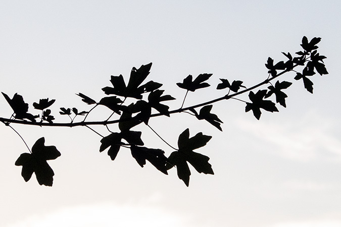 Jardin secret – plante vagabonde – volière