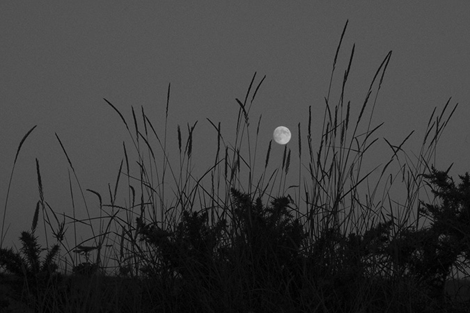 Jardin secret – plante vagabonde – Pré de la lune