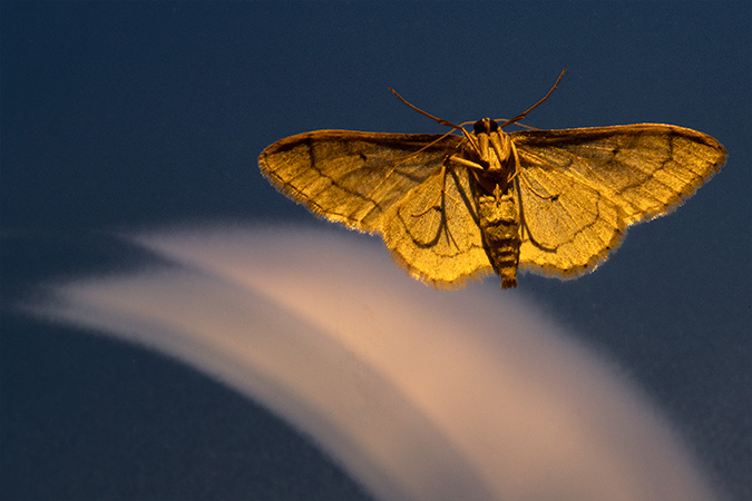 11_Zailes-Ame_Papillon 11_Zailes-Ame_Papillon