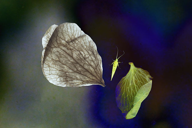 12_Zailes-hydropsyche 12_Zailes-hydropsyche