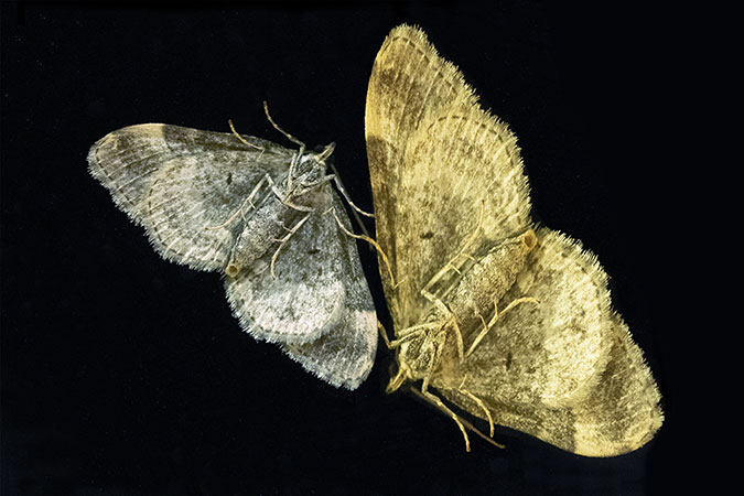 13_Zailes-Valse_Papillon 13_Zailes-Valse_Papillon