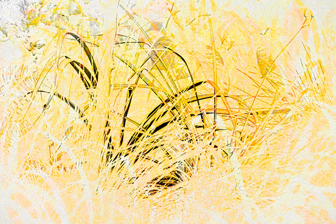 Feerique03